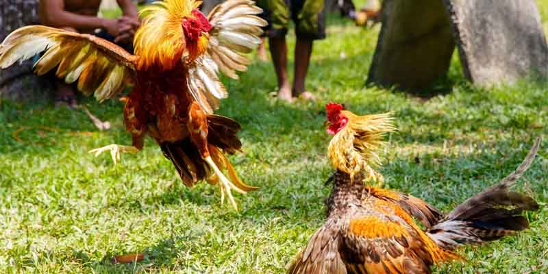 Tìm hiểu về khái niệm đúc gà chọi nhiều trống là gì?