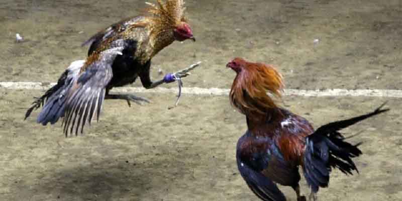 Cẩn thận đánh số theo ngày tháng để theo dõi quá trình sinh ấp