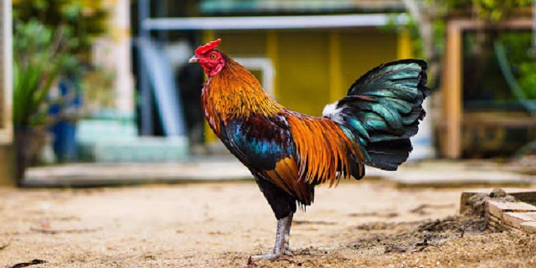 Một Số Các Loại Mồi Cho Gà Đá Phổ Biến Thị Trường Hiện Nay