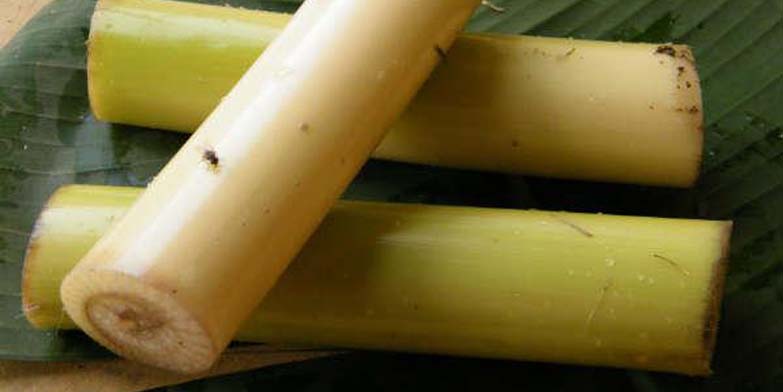 Có nên cho gà ăn thân cây chuối qua bữa không?