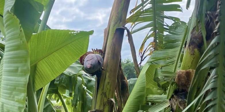 Tác dụng của việc cho gà ăn thân cây chuối