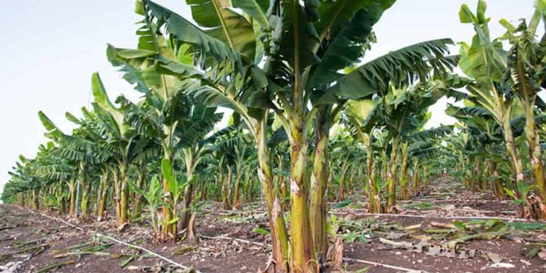 Hướng dẫn cách cho gà ăn thân cây chuối