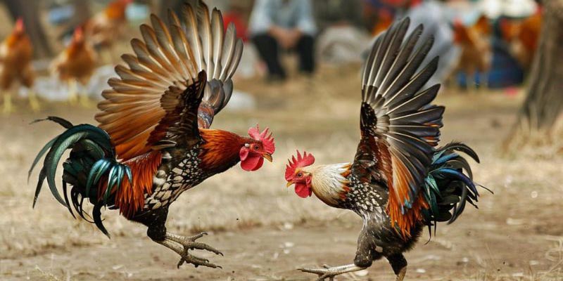 Giới thiệu về cách ghép gà trống mái