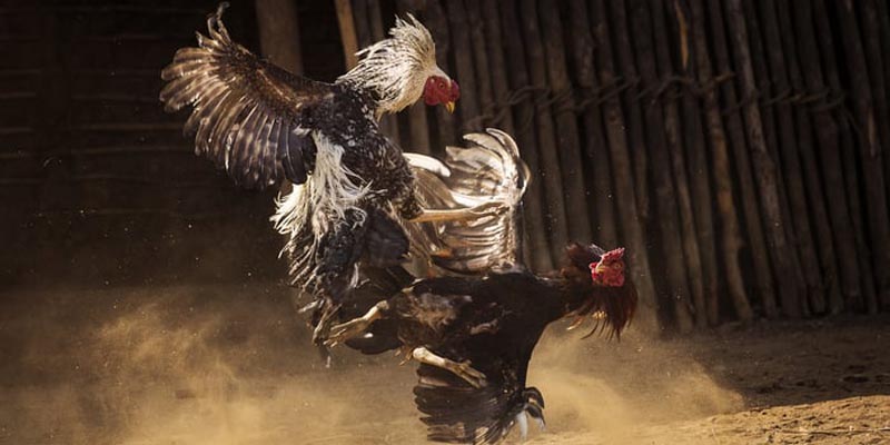 Cách ghép gà trống mái đảm bảo sức khỏe tốt