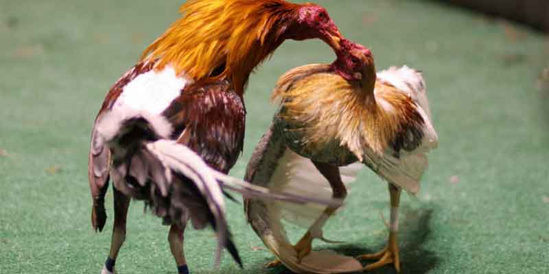 Kỹ thuật ghép gà trống mái hiệu quả