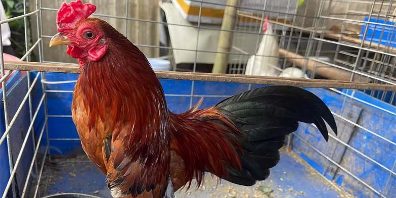 Tìm hiểu về các cách khắc phục gà đá thất thường