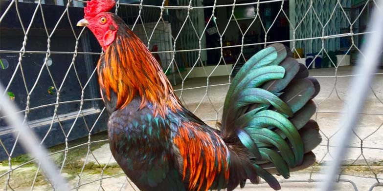 Tìm hiểu về cách khắc phục gà đá thất thường