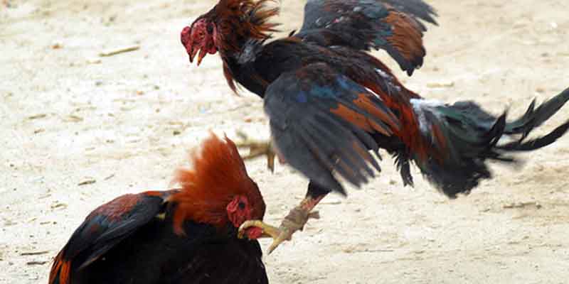 Lý do người chơi phải nạp carbo cho gà