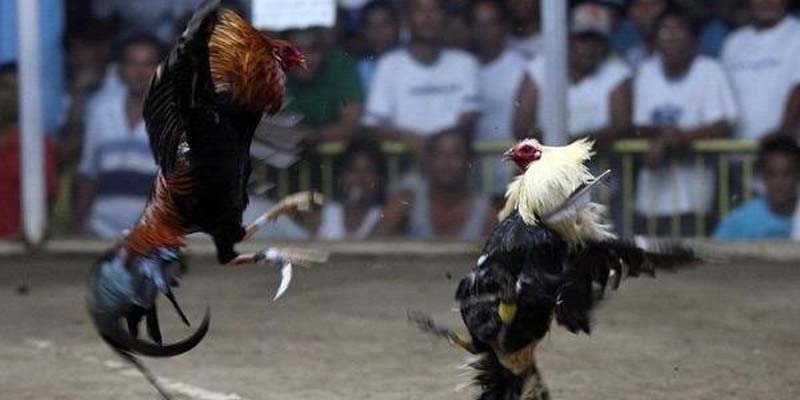 Cách nhận biết mắt gà chọi lì đòn chính xác