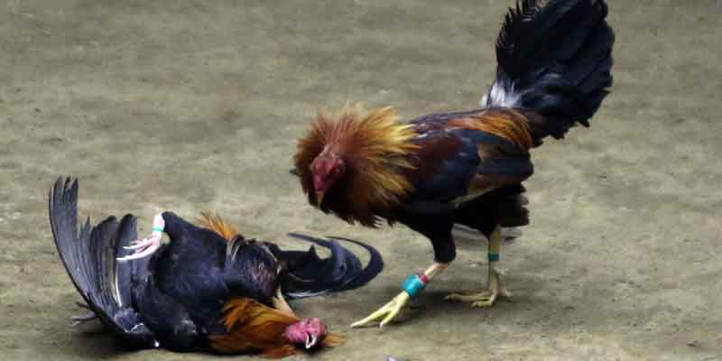 Đôi nét về cược đá gà nòi 