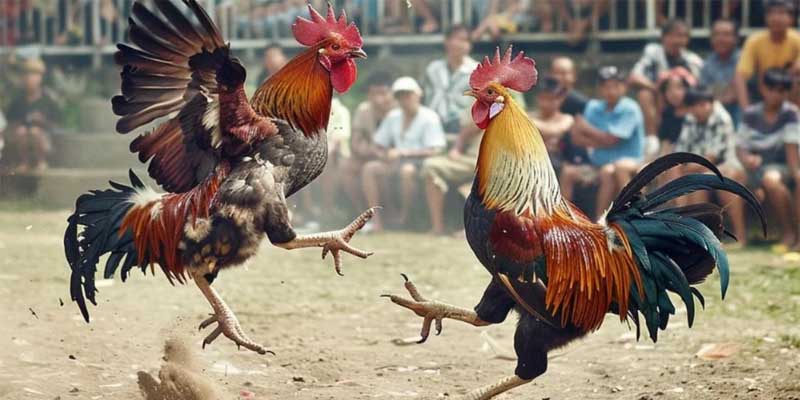 Mẹo cược đá gà nòi chắc thắng