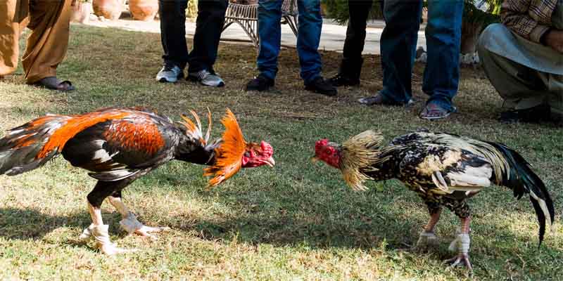 Điểm nổi bật của gà Bắc Kinh là gì?