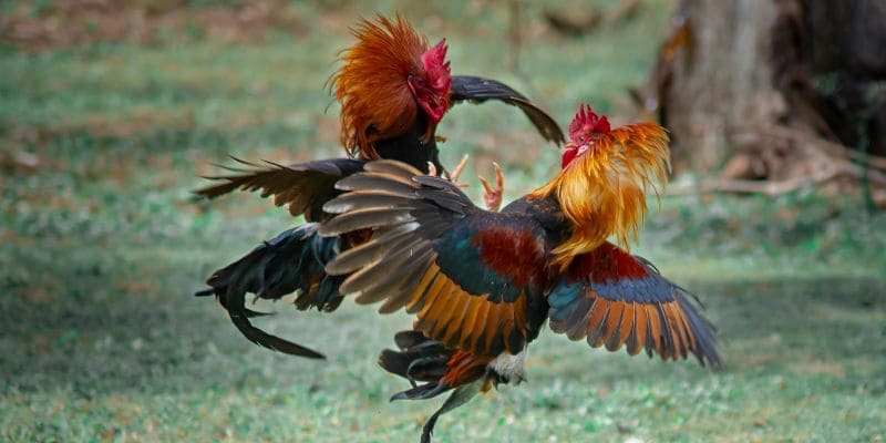 Điểm đặc biệt nhất của gà lông lụa là gì?