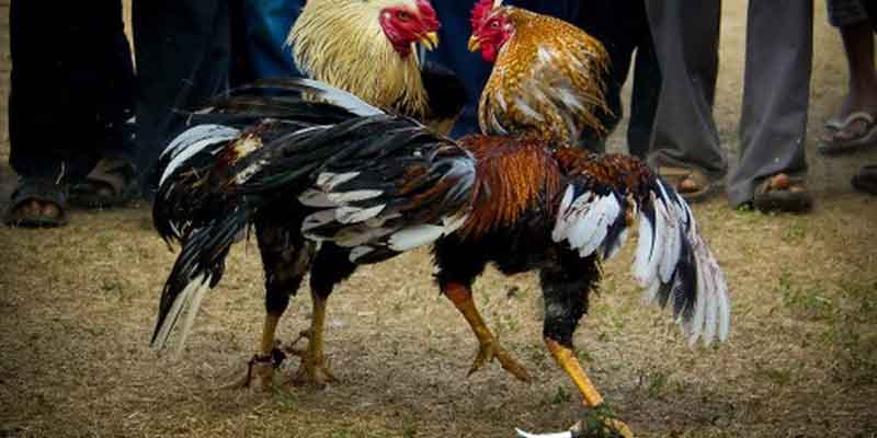 Gà Mồng Vua Đá | Giá Trị Thẩm Mỹ Và Khả Năng Chiến Đấu