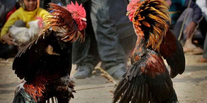 Giới thiệu về giống Gà Mồng Vua Đá