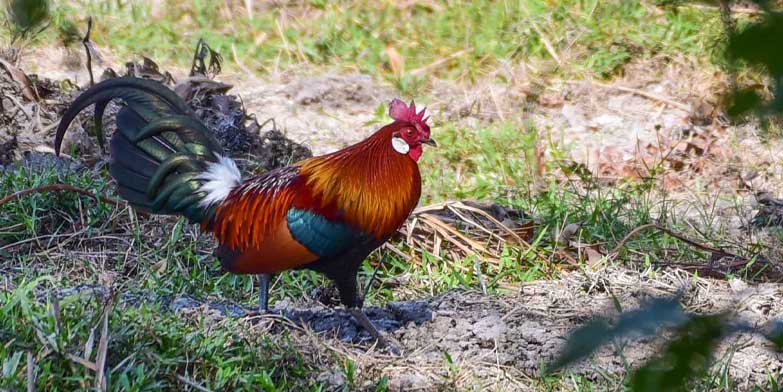 Gà Ô Chân Trắng - Giống Gà Đặc Biệt Trên Thị Trường