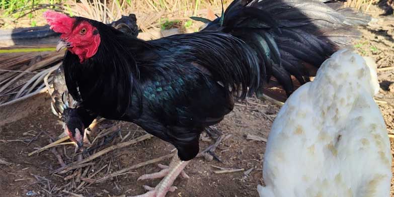 Tìm hiểu đôi nét về giống gà ô chân trắng