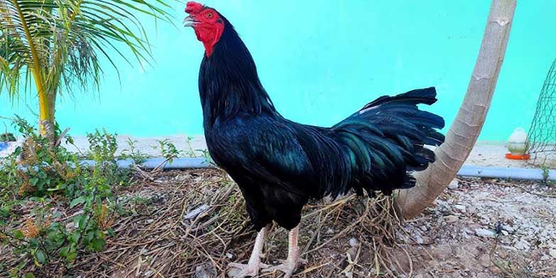 Khả năng chiến đấu của gà chân trắng