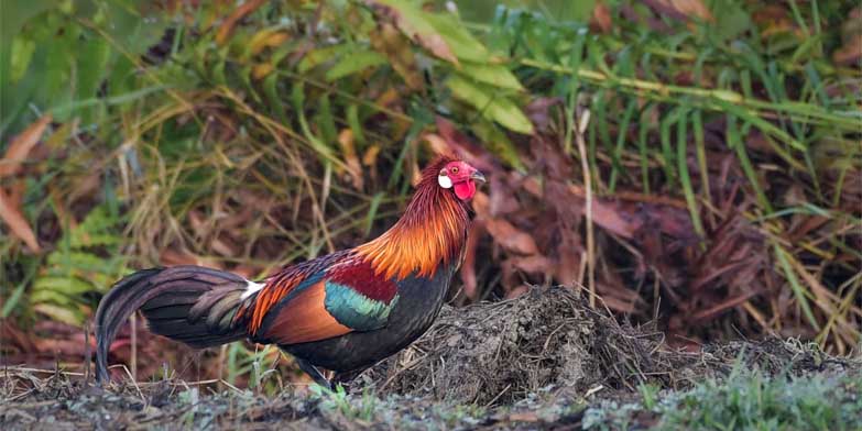 Đặc điểm đặc biệt của giống gà chân trắng