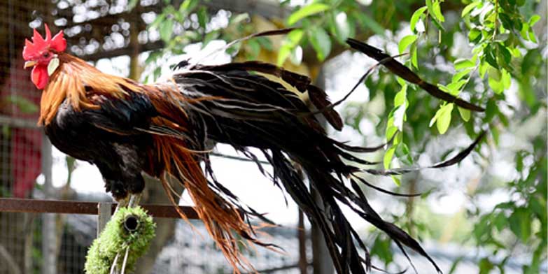 Giống Gà Tre Nhật Bản - Quý Hiếm Và Chất Lượng Nhất