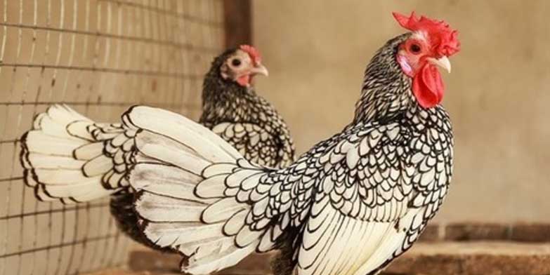 Đặc điểm ngoại hình của gà tre Nhật