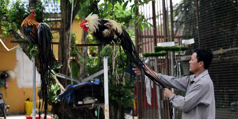 Kỹ năng chăm sóc gà tre Nhật có khó không?