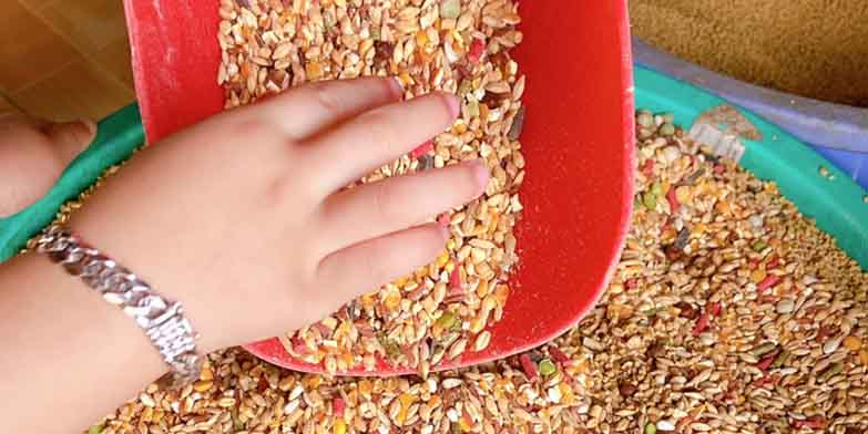 Thông tin về loại ngũ cốc đá gà hiện nay