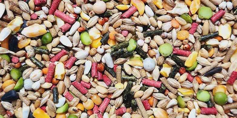 Một số sản phẩm ngũ cốc gà đá trên thị trường hiện nay