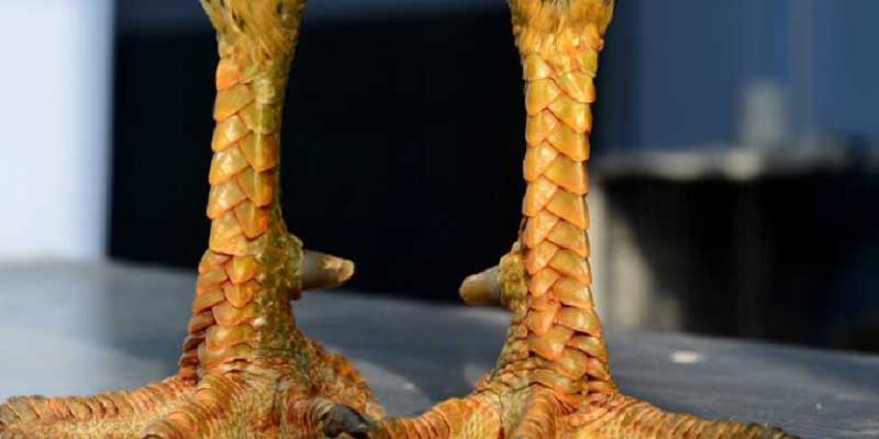 Thông Tin Về Giống Vảy Gà Kích Giáp Trên Thị Trường