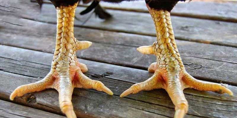 Vai trò về vảy gà kích giáp trong chọi gà