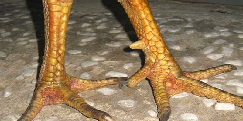 Đặc điểm các loại vảy gà kích giáp trên thị trường 