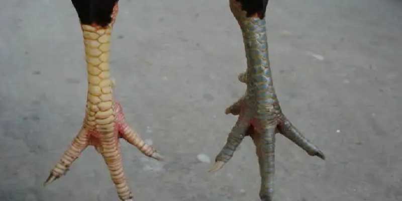 Hướng dẫn cách kiểm tra vảy gà loại kích giáp