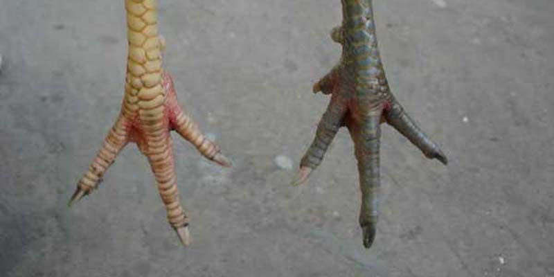 Vảy gà tài là gì 