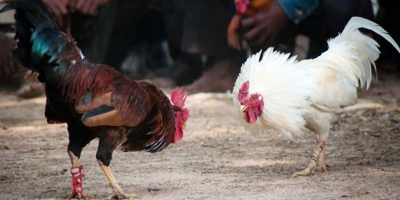 Sự quan trọng của vảy gà tài là gì 