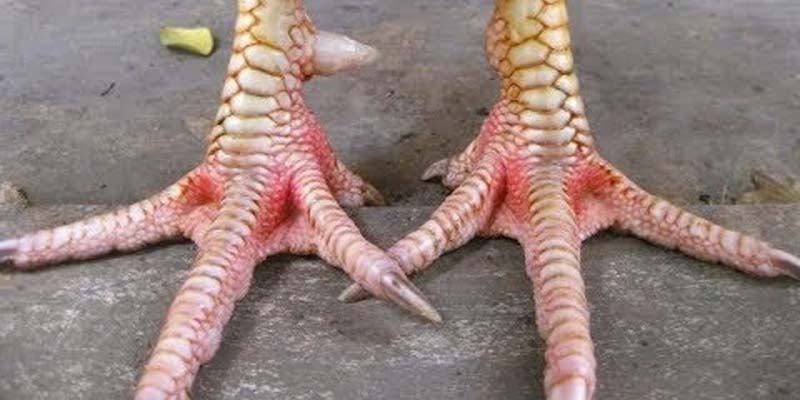 Nhận diện bằng mắt thường vảy gà tài là gì